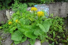 Ligularia amplexicaulis